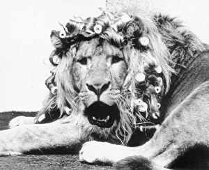 Cats Poster Print Collection: Sullivan the lion with his mane in curlers before appearing in a televison commercial for