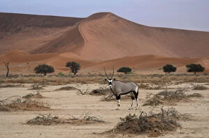 Namibia Metal Print Collection: Oryx