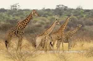 Namibia Photographic Print Collection: Giraffe