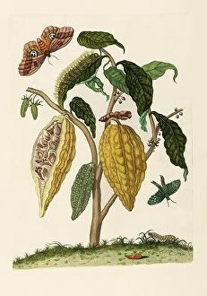 Cocoa Collection: Cocoa Plant, Caterpillar, Butterflies, 1705