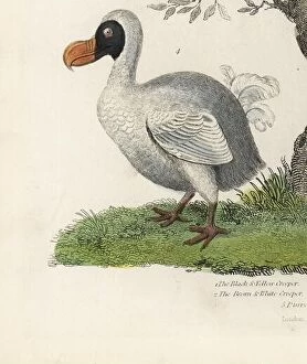 Cucullatus Collection: Dodo, Raphus cucullatus, extinct flightless bird (formerly Didus ineptus)