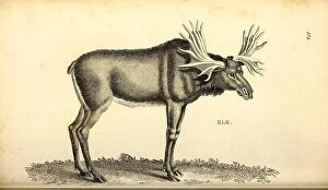 Nineteenth Century Collection: Elk from General zoology, or, Systematic natural history Vol II Part 2 Mammalia, by Shaw, George