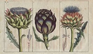 Full Collection: Globe artichoke in full bloom, Cynara cardunculus. Handcolored copperplate engraving of a