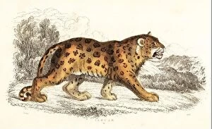 Jaguar Greetings Card Collection: Jaguar, Panthera onca (Felis onca). Handcoloured steel engraving by Joseph Kidd after an