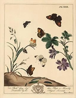 Skipper Collection: Meadow brown butterfly, Maniola jurtina, wood lady or orange tip, Anthocharis cardamines
