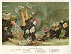 Sea Anemone Collection: Sea anemone. Old 19th century Color lithography illustration from El Mundo Ilustrado 1880