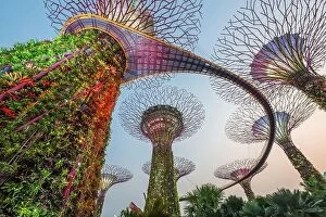 Supertrees Collection: SINGAPORE - SEPTEMBER 5, 2015: Supertrees at Gardens by the Bay