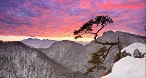 Aerial Views Collection: Alone single pine tree at Sokolica cliff Pieniny National Park at sunset, Poland