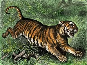 Jungle Cat Framed Print Collection: Tiger in the wild, 1800s. Hand-colored woodcut