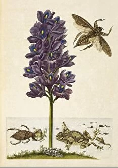 Grandis Framed Print Collection: Water Hyacinth, Water Bugs, and Tree Frogs, 1705