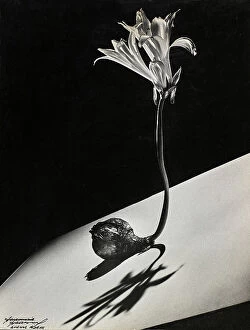 Allegory Collection: 'Bulbo en flor'. A lily bulb in bloom palced on a white inclined surface