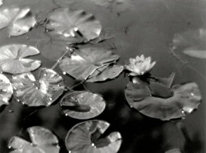 Meteorological Collection: Water-lilies on a mirrored surface of water. Beads of water are visible on the leaves