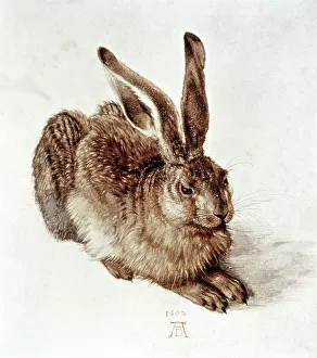 Wildlife Hare Limited Edition Print - Mr on sale Brambles